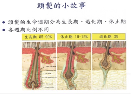 頭髮的生命週期